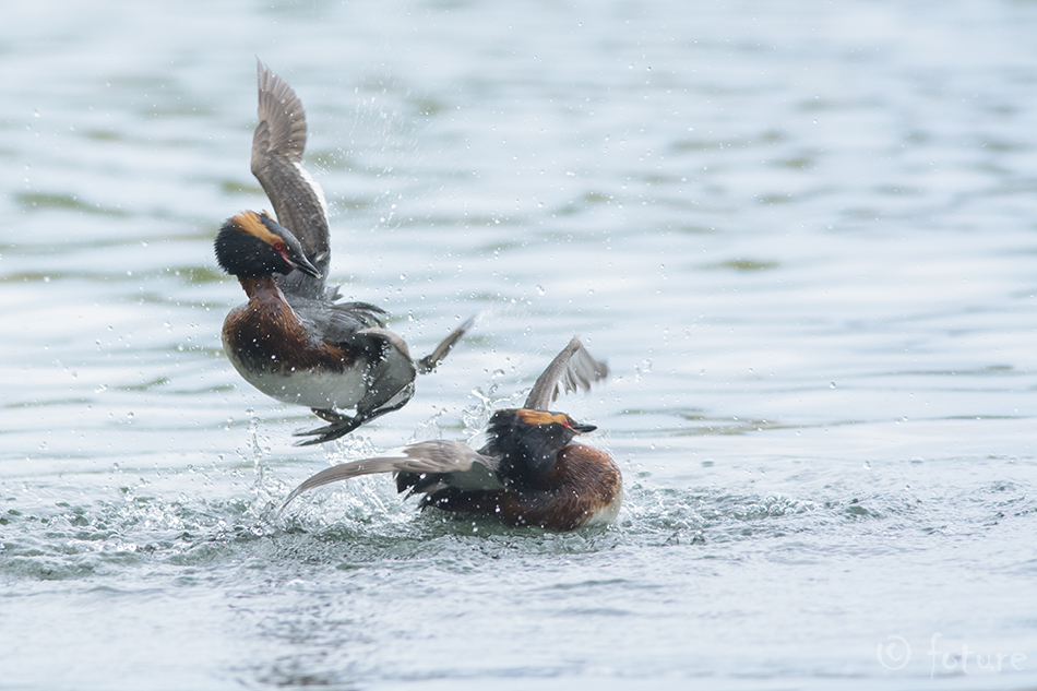 Sarvikpütt, Podiceps auritus, Horned Grebe, Slavonian, pütt