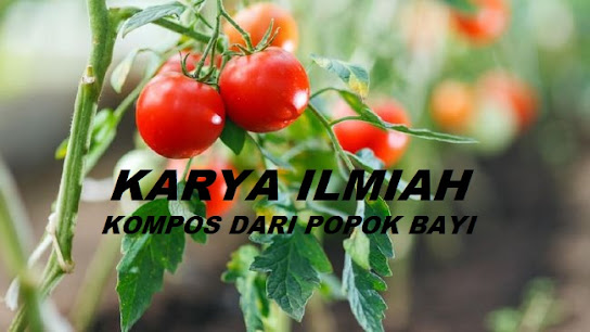 Download Karya Ilmiah Tentang Pengaruh Popok Bayi Bekas Bagi Tanaman Tomat