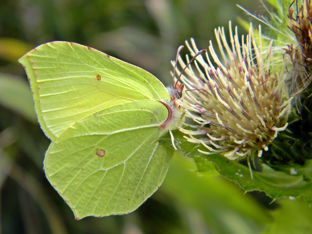 polskie motyle, łąka, fauna łąk