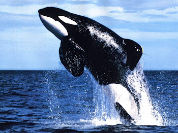 paus pembunuh raksasa gambar ikan paus pembunuh killer whale 
gambar gambar binatang 350x262