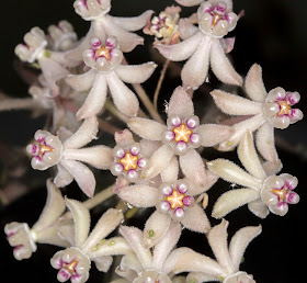 Hoya curtisii flowers on my kitchen windowsill.  Hayes, 8 November 2014.