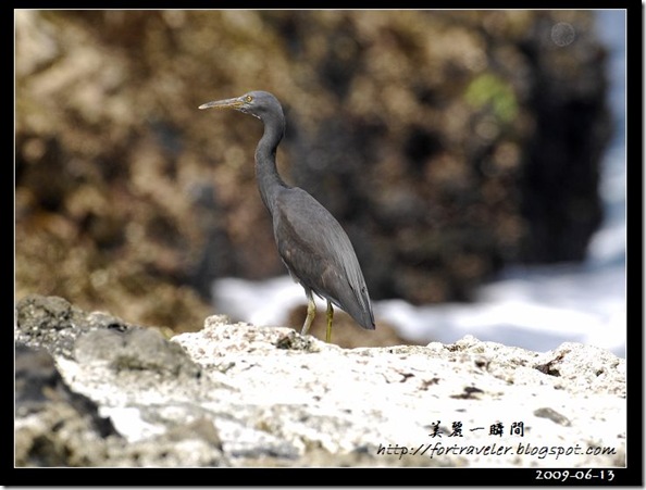 岩鷺(2009-06-13石梯坪)1841