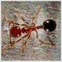 Fire Ant