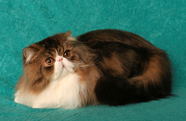 Persian cat