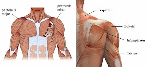 shoulder health program  shoulder health t nation  shoulder health crossfit  bulletproof your shoulder   rotator cuff exercises  rotator cuff health  bulletproof shoulders  overhead press and shoulder health