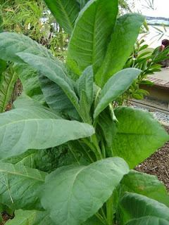 Nicotiana tabacum