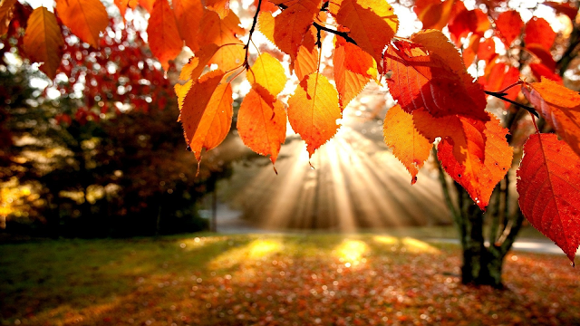 Autumn Leaves, Park, october, september