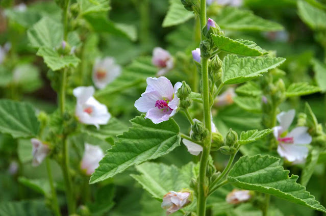 Medicinal Plants for Cough