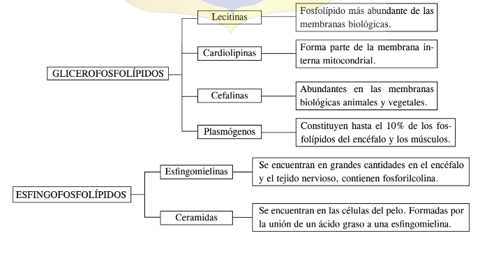 esquema de clasficacion de fosfolipidos