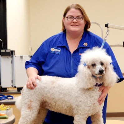 PetSmart Groomer, Emily with standard Poodle