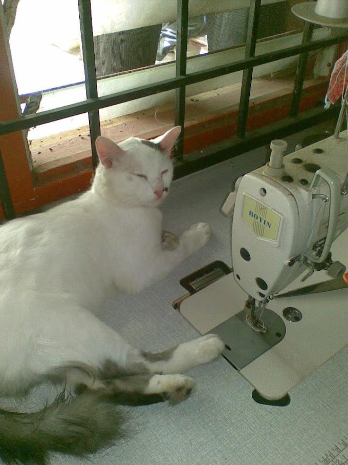 Gambar kucing Tedi: Si Putih