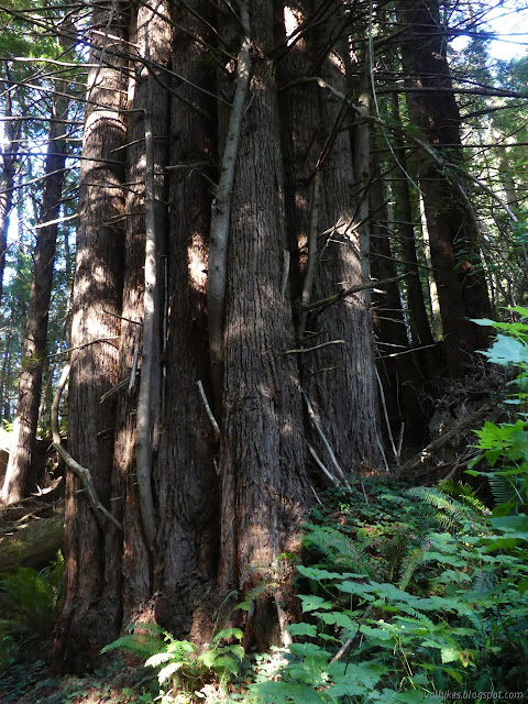 tight ring of trees