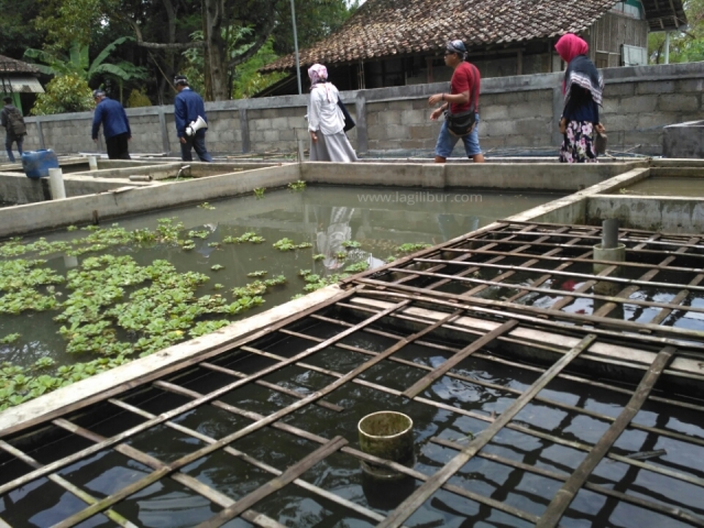 Budidaya Ikan Desa Wisata Malangan