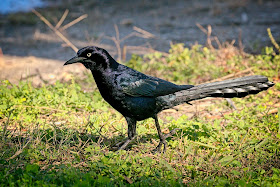 Great-Tailed Grackle