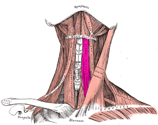 sternohyoid muscle, action, muscle picture