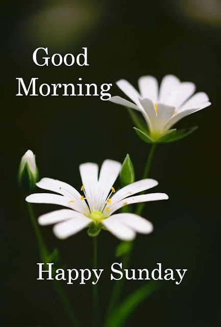 Good Morning Happy Sunday