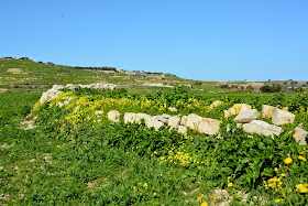 Mosta country side
