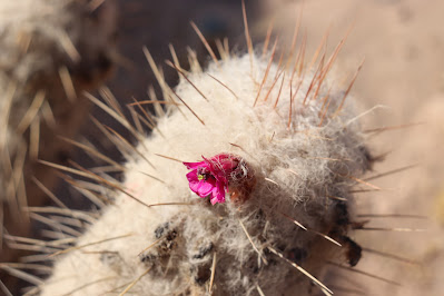 cactus del norte argentino