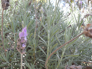 lavanda, aroma, serenidad, calma, quemaduras, remedios para heridas, flores de bach, aromaterapia, casa, ventana, madrugada, anochecer, placer, perfume, regalo, talleres, cursos, reiki, pnl