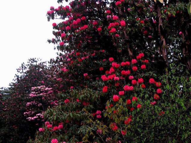 BARSEY  RHODODENDRON  SANCTUARY west Sikkim, Sikkim images 