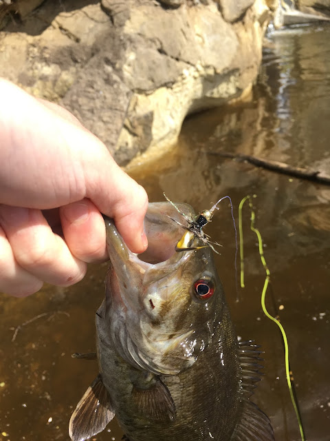 Mississippi River Smallmouth Bass