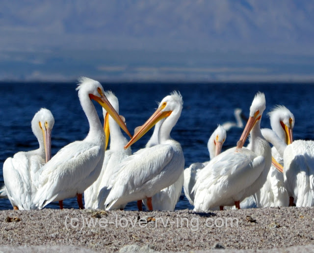 colors brighten in breeding season