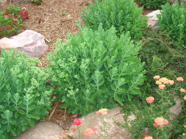 Autumn Joy Sedum2