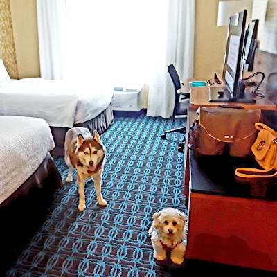 Pet friendly hotel rooms at the Fairfield Inn and Suites in Plymouth, New Hampshire.  Close to Waterville Valley resort. Dog friendly hotels in New Hampshire