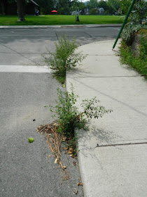 Riverdale Front Garden Cleanup Before by Paul Jung Gardening Services--a Toronto Organic Gardener