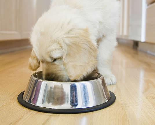 Após castração, pet deve se Alimentar Direitinho