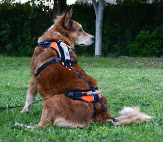 Brisbane models the Help 'Em Up mobility harness for dogs.