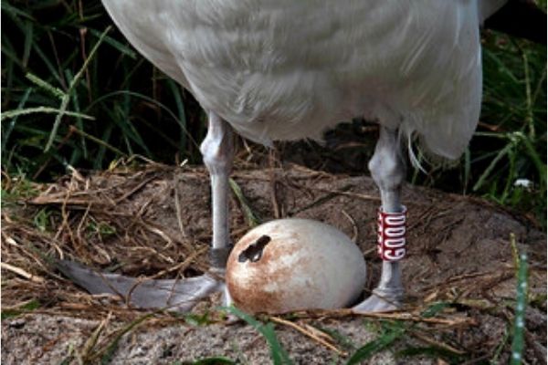 Wisdom, a albatroz de quase 70 anos retorna ao Atol mais uma vez para procriar