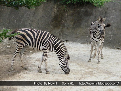 台北市立木柵動物園