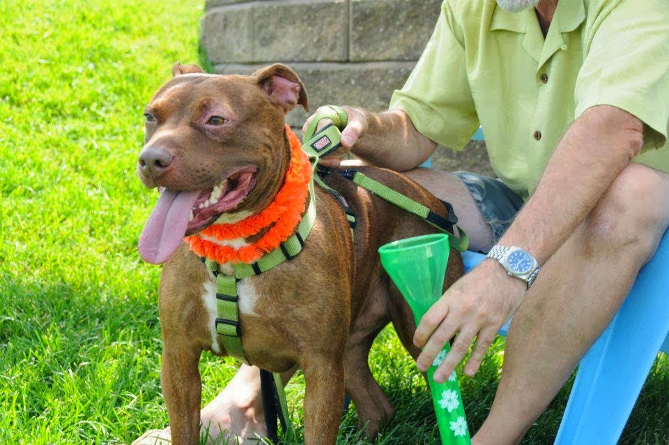 This Abused Starved Dog Was Thrown Down A Trash Chute. Then A Miracle Happened!