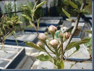 DSC00050