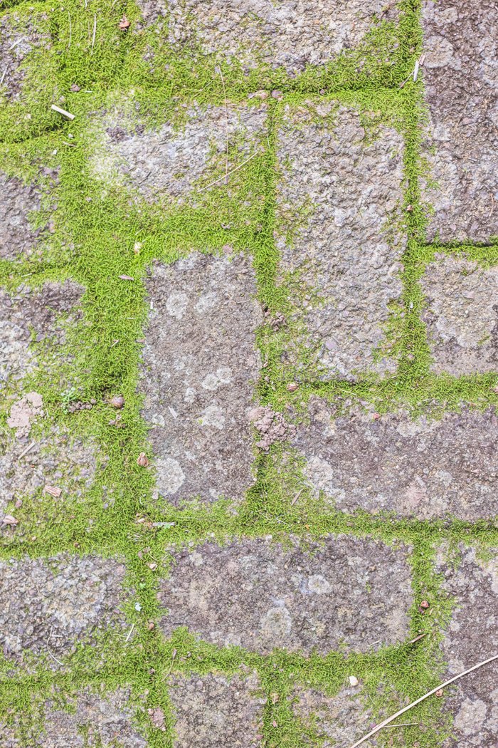 moss growing between pavers