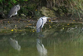 Grey Herons reflect on water