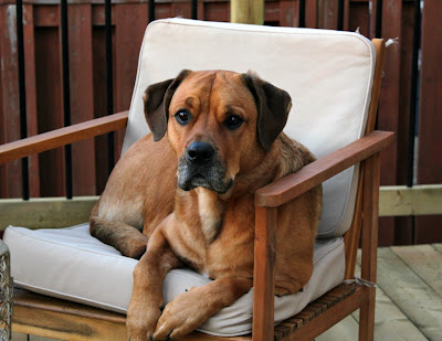 Chloe on the deck