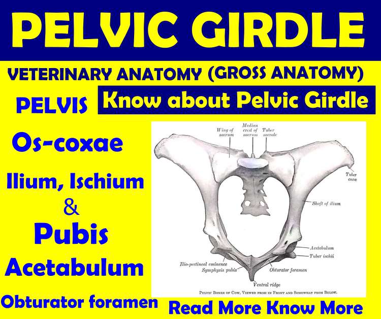 Pelvic Girdle, Gross Anatomy