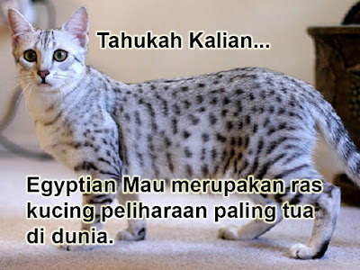 Egyptian Mau merupakan ras kucing peliharaan paling tua di dunia.