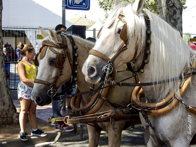 Fiestas San Mateo 2018. Logroño - La Rioja