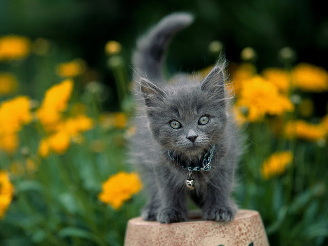 Hermosos y Tiernos Gatos