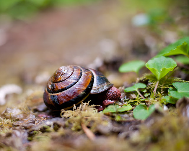 forrest snail