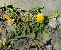 dandelions