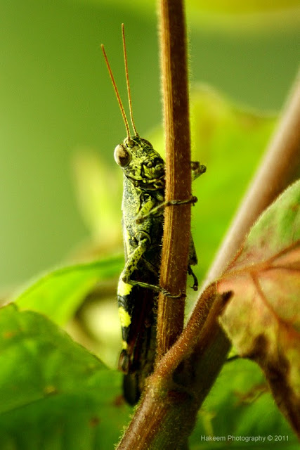 grasshopper-climbing