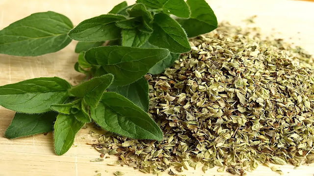 Oregano