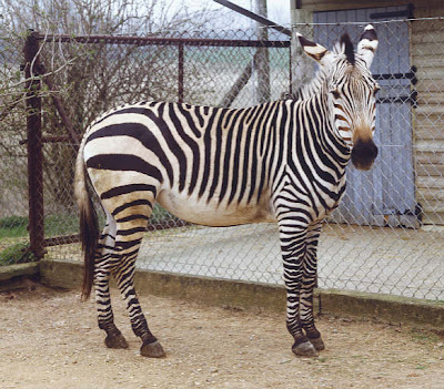 Wild Animals Names: Zebra (Equidae Equus)