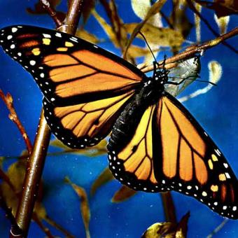 Mariposas monarca, una atracción en México