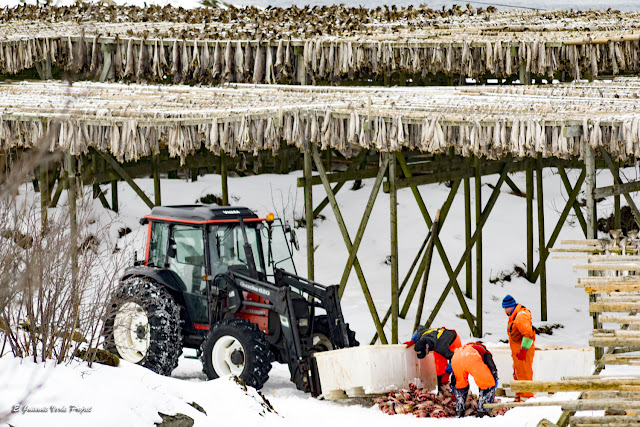 Islas Lofoten, pescadores de Henningsvaer por El Guisante Verde Project