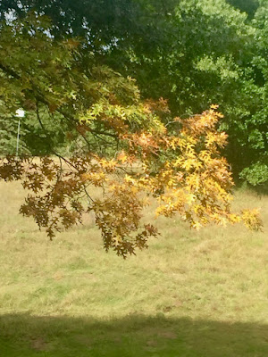 some years oak leaves show yellow underbellies